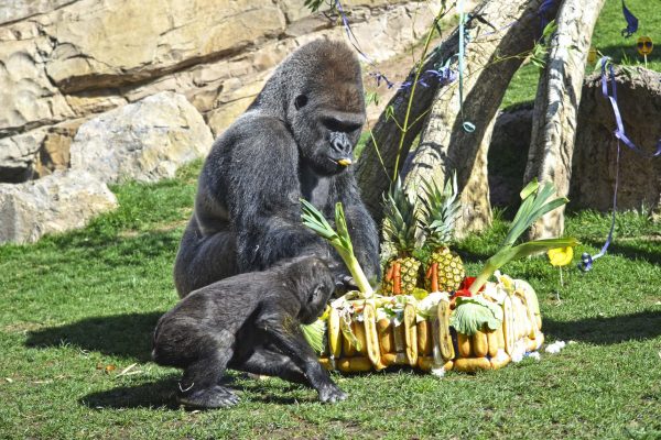 11-Aniversario-BIOPARC-Valencia-tarta-de-gorilas-Mambie-y-Virunga