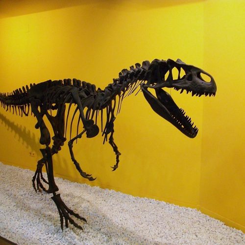 1280px-Al·losaure_(Allosaurus_fragilis),_Museu_de_Ciències_Naturals_de_València